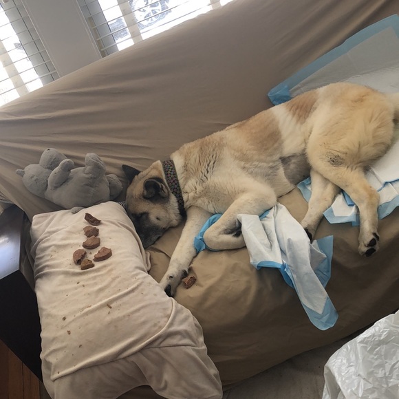 thunder shirt size Extra large - Picture 4 of 4